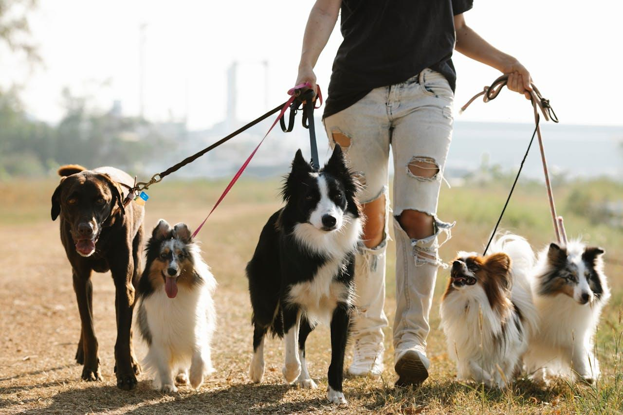 Ouvrir une pension canine : les étapes pour réussir